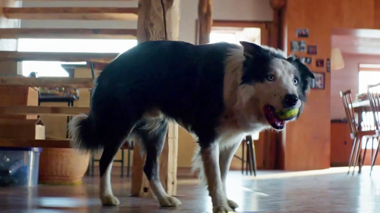 Snoop holding a tennis ball in his mouth in the house in Anatomy of a Fall