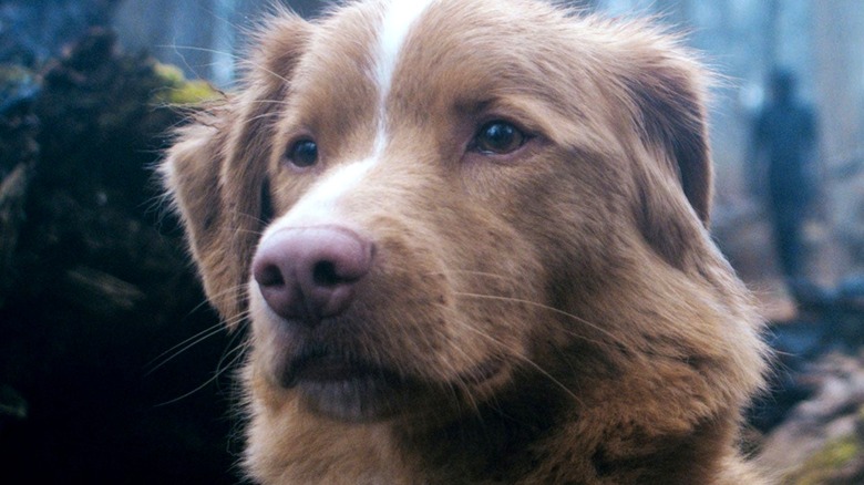 Indy in Good Boy