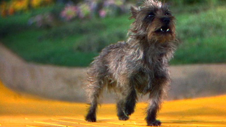 Toto on the Yellow Brick Road in The Wizard of Oz