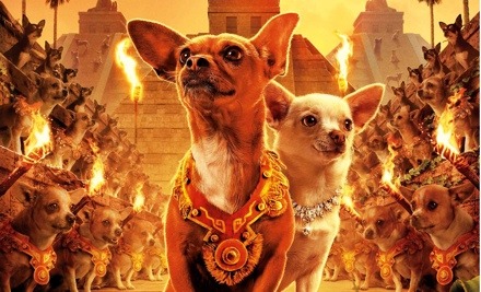 Beverly Hills Chihuahuah