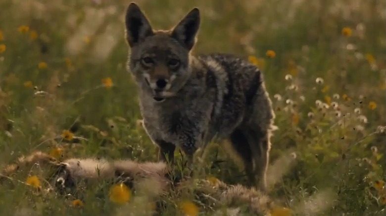 A coyote standing in a field on "Landman"