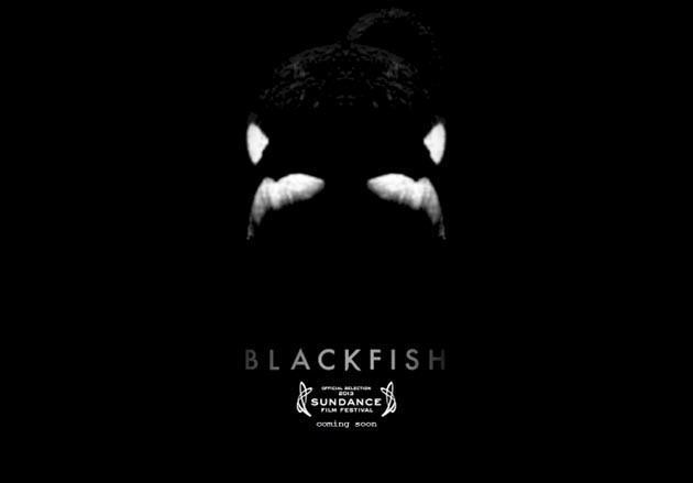 blackfish-trailer-header