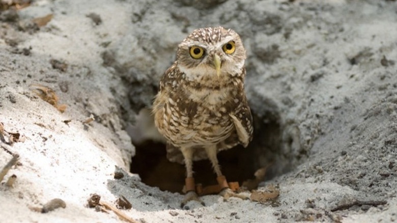 A burrowing owl in Hoot