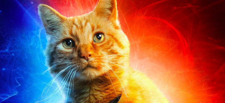 captain marvel cat