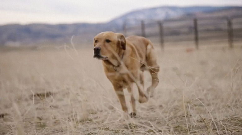 Budweiser Super Bowl Commercial Dog