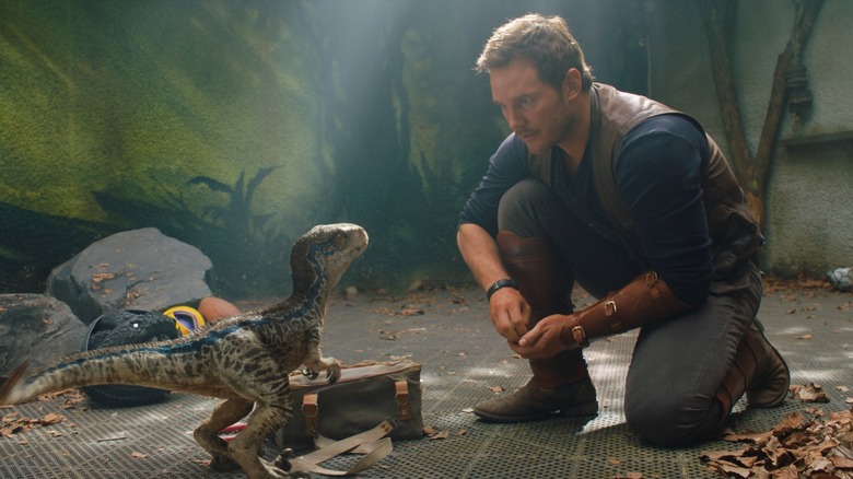 Chris Pratt as Owen Grady working with baby Blue in Jurassic World: Fallen Kingdom