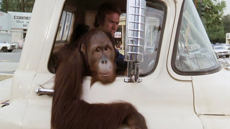 Manis as Clyde sitting in a pick-up truck next to Clint Eastwood as Philo Beddoe in Every Which Way But Loose