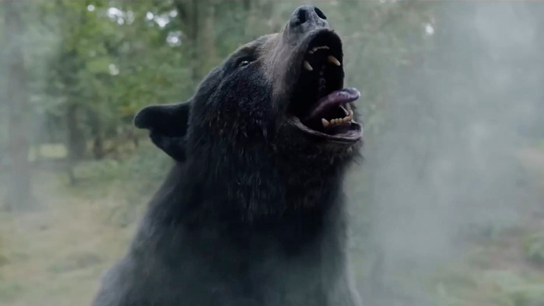 The bear roaring in Cocaine Bear