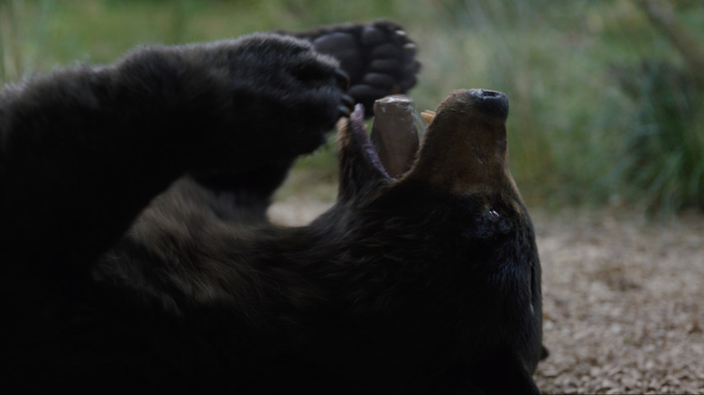 Cokey eating cocaine in Cocaine Bear