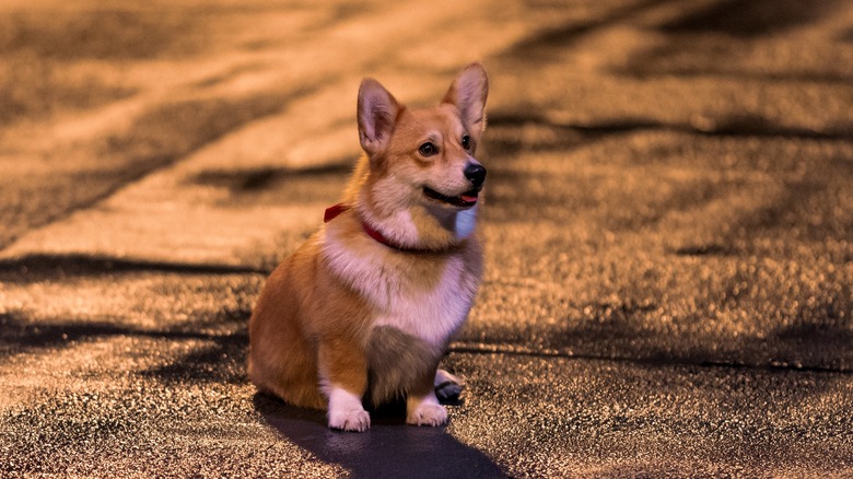Ein in Cowboy Bebop