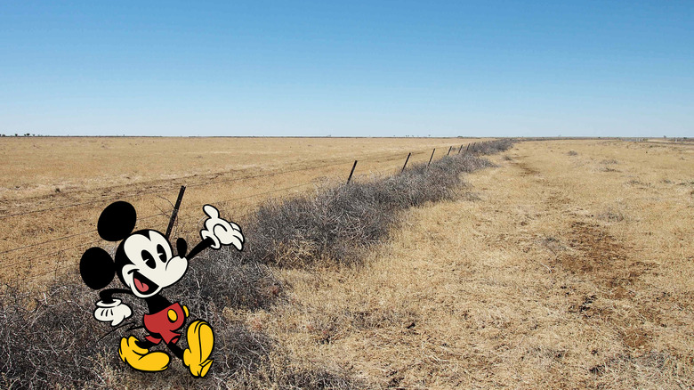 Mickey Mouse and Tumbleweeds (Salsola kali) on fence, near Winton, Outback Australia