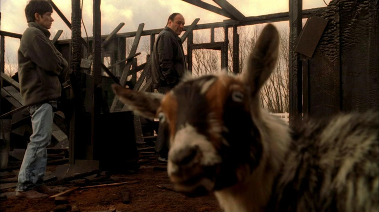 Sopranos goat looks into camera