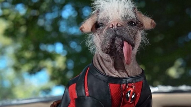 Peggy the dog