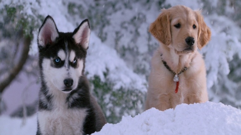 A husky puppy and a golden retriever puppy in the snow in Snow Buddies