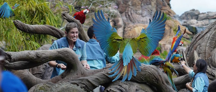 Magic of Disney's Animal Kingdom