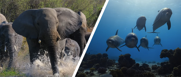 Disneynature Elephant and Dolphin Reef Trailer