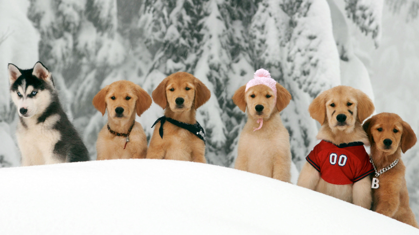 Disney's Air Bud Spin-Off Has A Disturbing Behind-The-Scenes Story That Will Haunt You