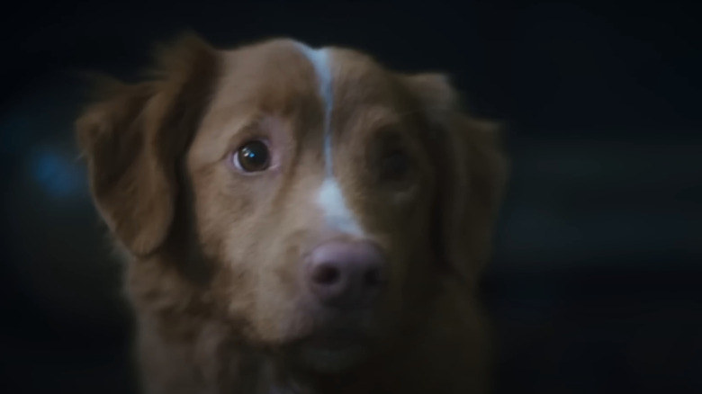 Andy Al -Kalb is seen in a good boy in a good boy