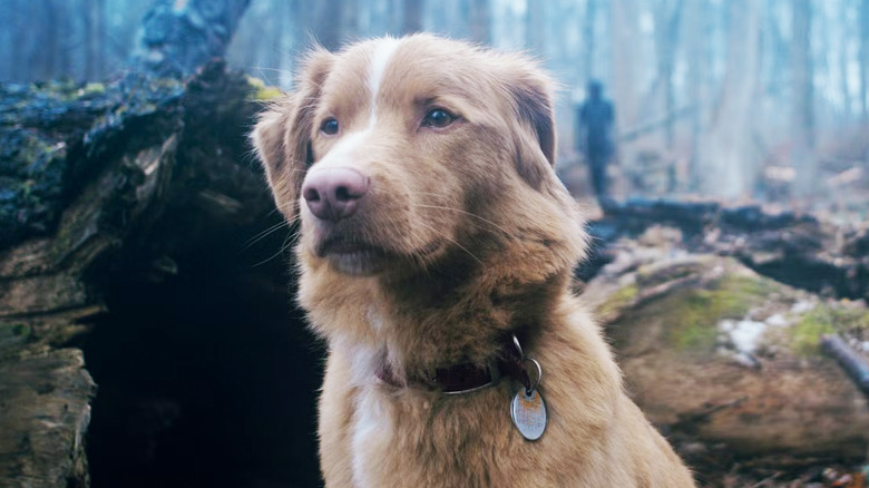 Indi dog sits in the woods in a good boy