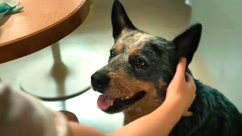 Buzz the dog as Starbuck sitting at a table as someone pets him in The End of Oak Street