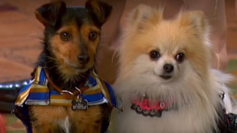 Scamp and Ivana dogs on the life of the sequel to Zack and Cody