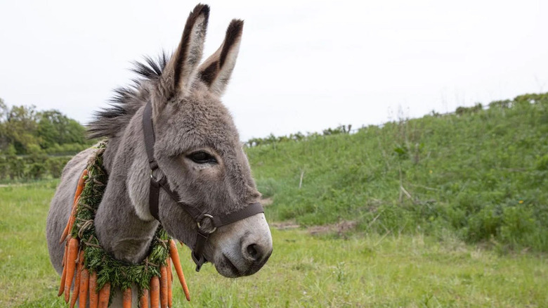 EO the donkey in EO (2022)