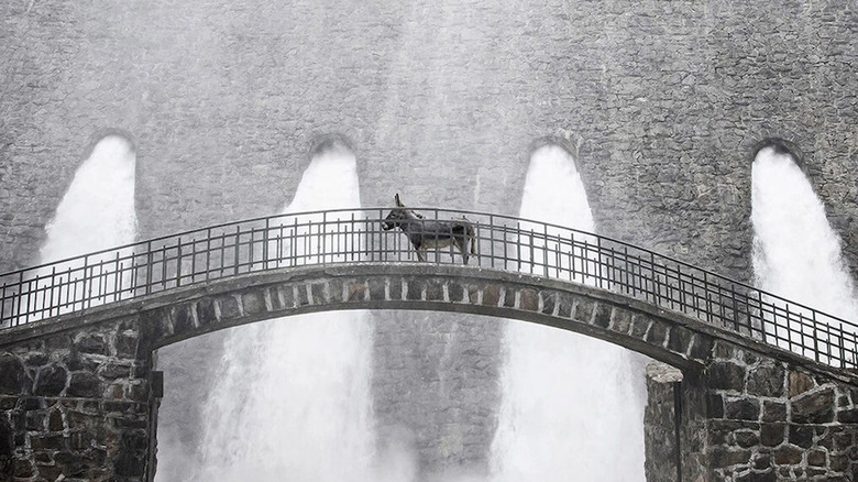 EO the donkey in EO (2022)