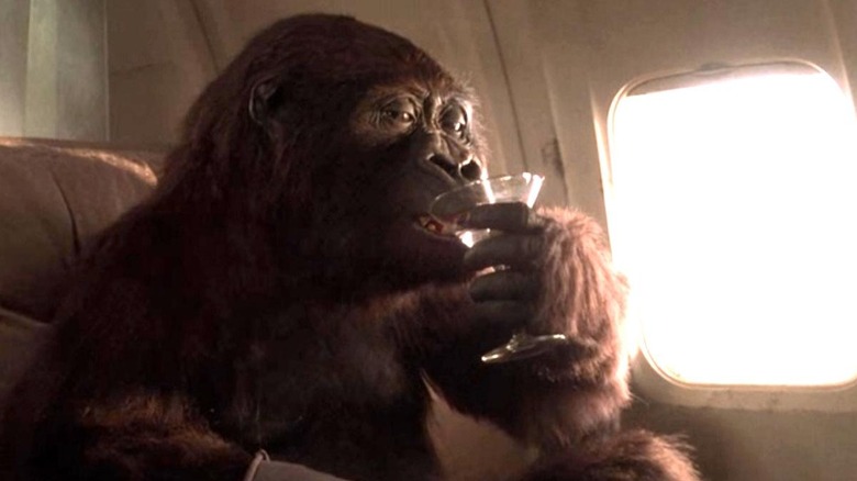 Amy the gorilla enjoying a martini in Congo