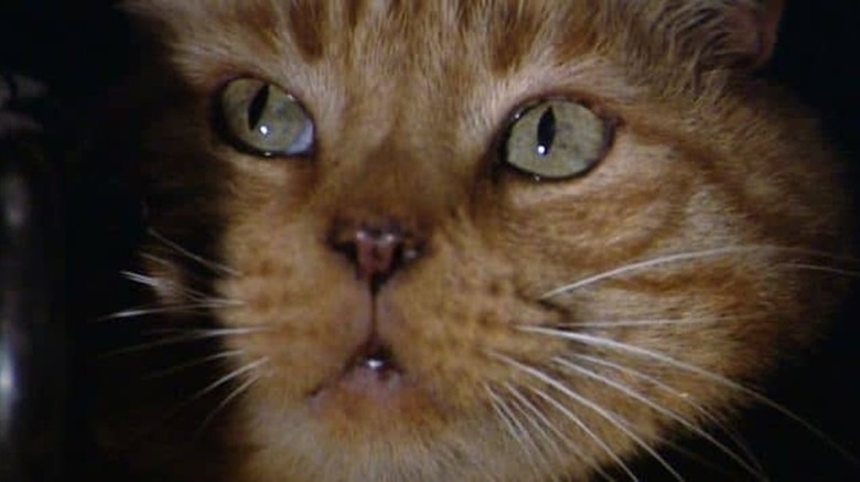 Jones the cat in Alien