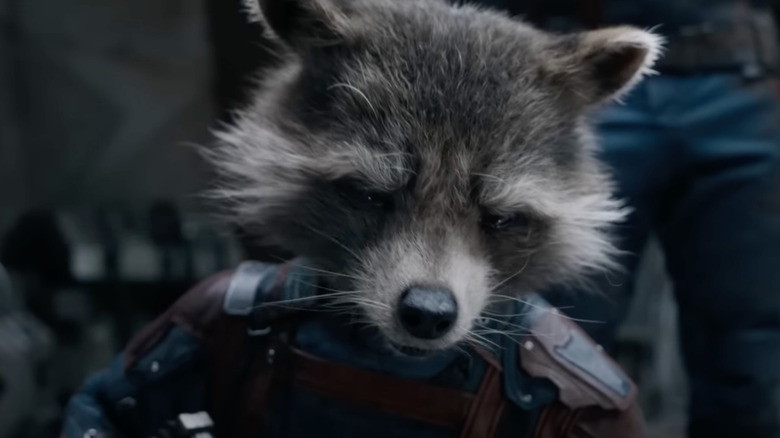 Rocket looks sad