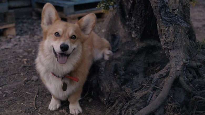 Ein peeing on a tree