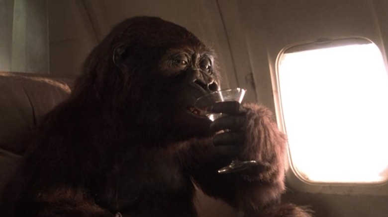 Amy the gorilla sips a martini in Congo