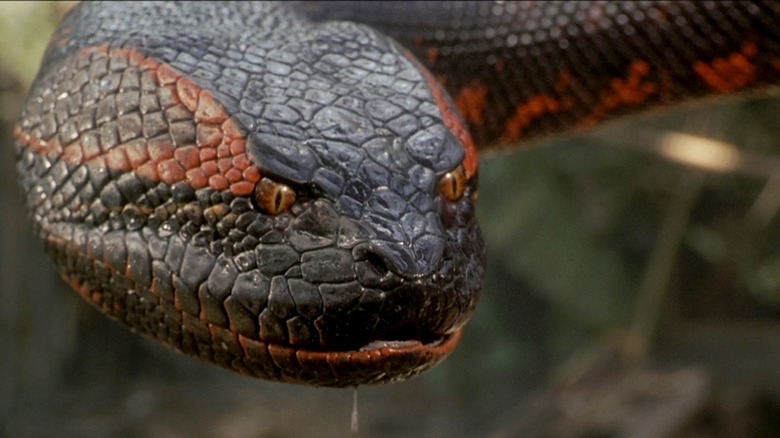 Image from Anaconda (1997)