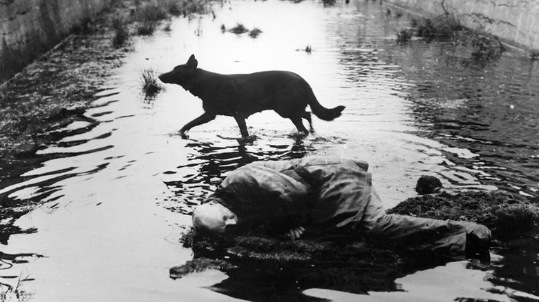 Stalker movie animal