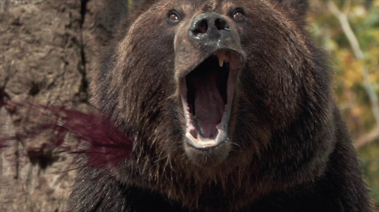 O pobre urso gritando enquanto ele disparou no pescoço em Grizzly 2: vingança
