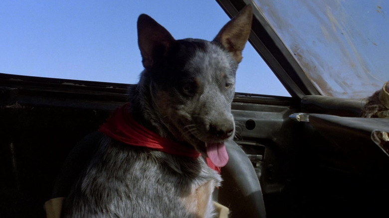 Max's dog sitting in his car in Mad Max 2: The Road Warrior