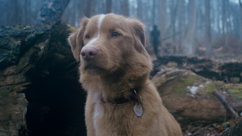 Indy the dog spots something in the woods in Good Boy