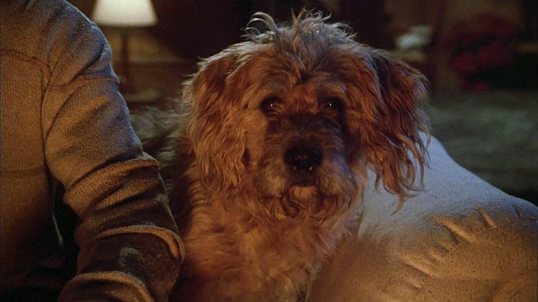Dog in Pumpkinhead