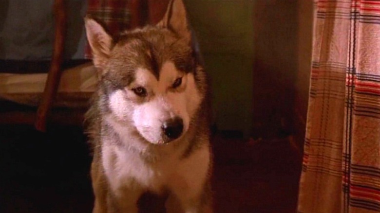The Lost Boys husky dog