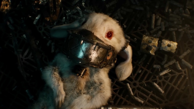 Guardians Galaxy Vol. 3 Rabbit Animal Cruelty