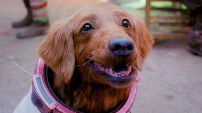 Cosmo smiles like a very good dog