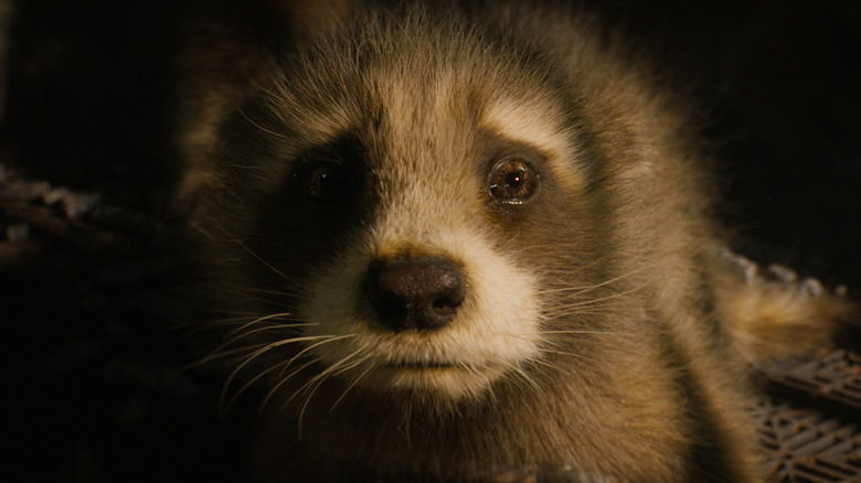 Guardians of the Galaxy Vol. 3 Rocket Raccoon