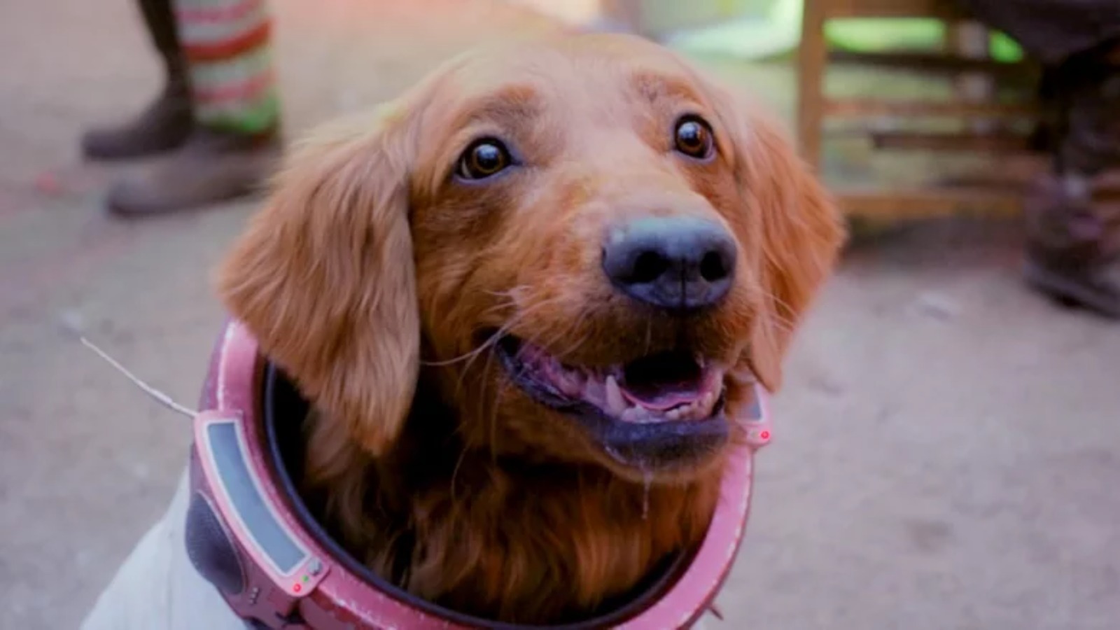 Guardians of the Galaxy Vol. Cosmo's 3 is based on the tragic true story of Laika The Space Dog