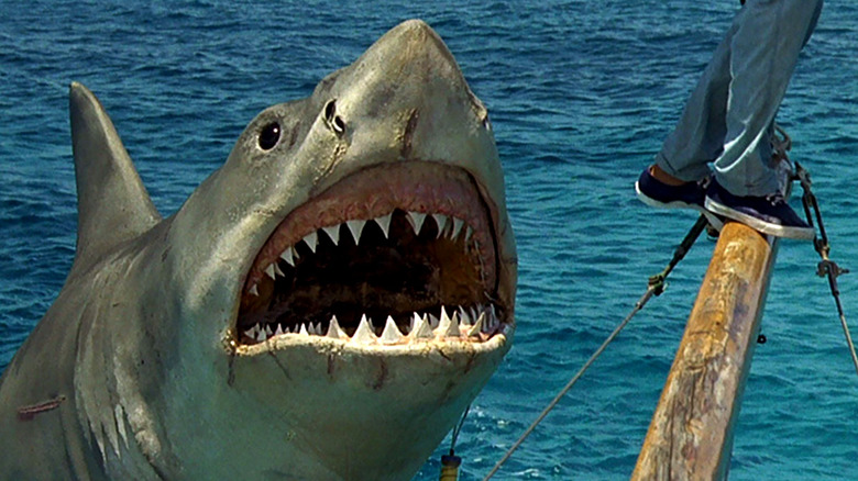 Shark attack