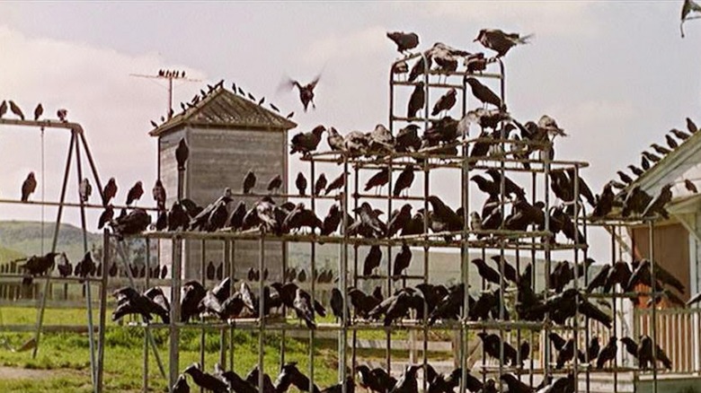 A murder of crows sits in a school playground in The Birds (1963)