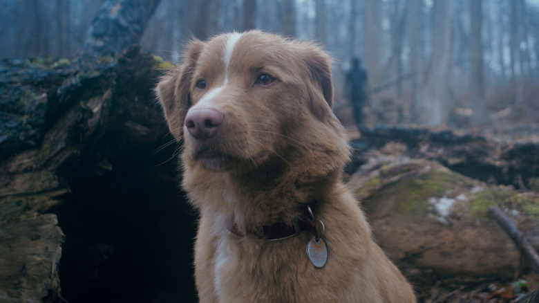 Inddy with the dog in the forest with a creeping personality on the background in a good boy