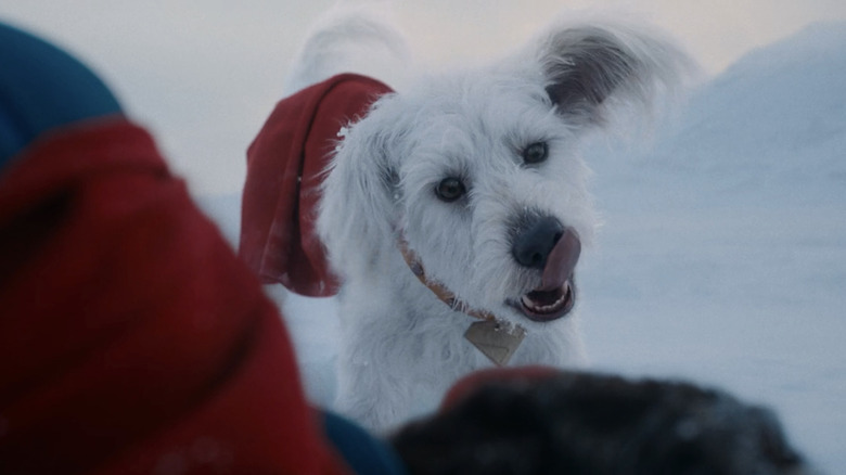 Krypto is seen over a downed Superman's shoulder in Superman (2025)