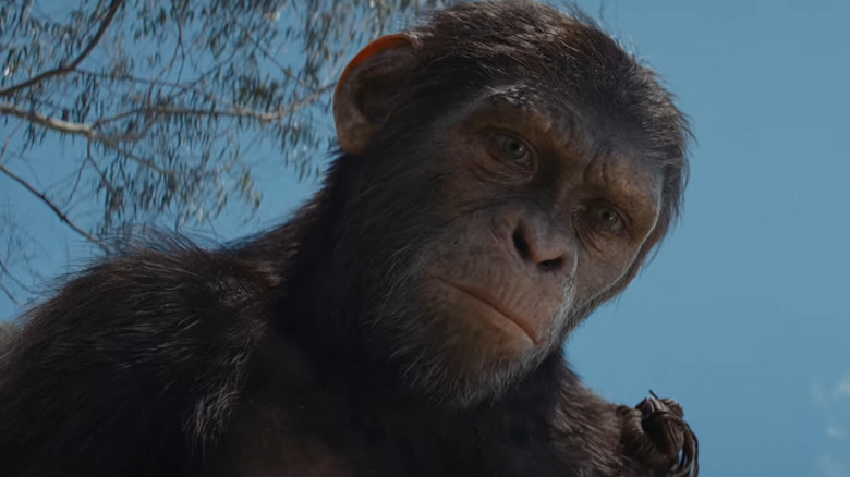 Kingdom Planet of the Apes Noa 