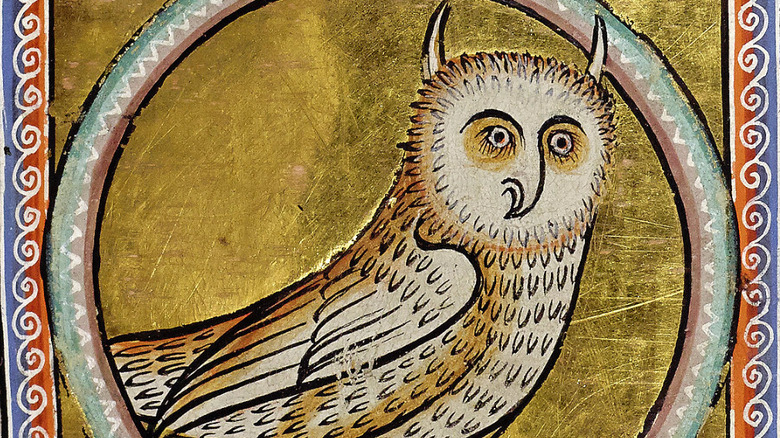 Owl