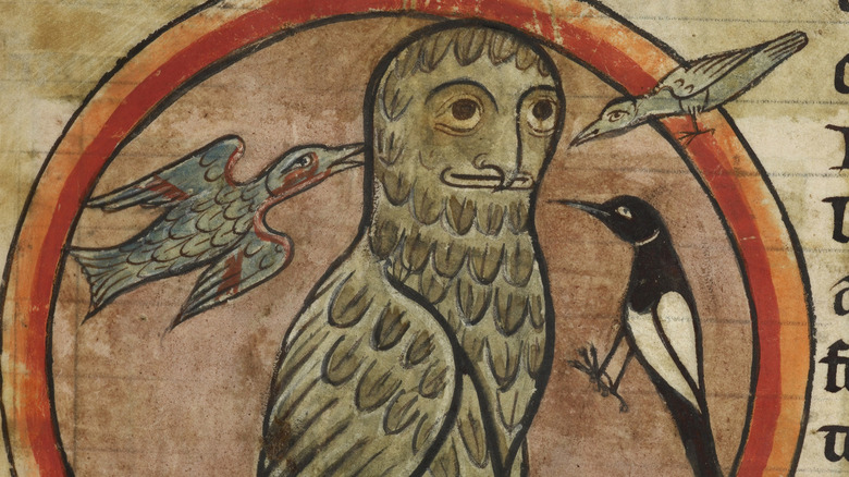 Owl being mobbed by birds